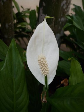 Beyaz spathiphyllum zengin bir yeşil arka plana karşı. Yumuşak doğal ışığı olan egzotik bir çiçeğin yakın çekimi. Doğa, konfor ve botanik temaları için ideal.