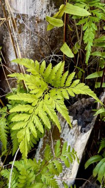 Eski bir ağaç gövdesinin arka planında parlak yeşil eğreltiotu. Orman bitkilerinin doğal bileşimi, ağaç kabuğu dokusu ve taze yapraklar..