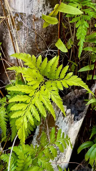 Eski bir ağaç gövdesinin arka planında parlak yeşil eğreltiotu. Orman bitkilerinin doğal bileşimi, ağaç kabuğu dokusu ve taze yapraklar..