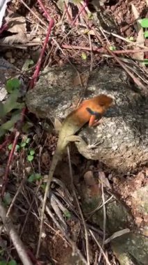Kan emici kertenkele doğal ortamında. Yeşil arka planda egzotik sürüngenlere yakın çekim. Doğa, hayvan ve vahşi yaşam temaları için dikey video.