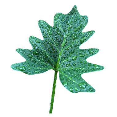Yeşil Philodendron yaprağı ve beyaz arka planda su damlaları. İzole edilmiş yeşil yaprak, egzotik tropikal bitki, doğal çiçek tasarım elementi, organik doğa, tıp