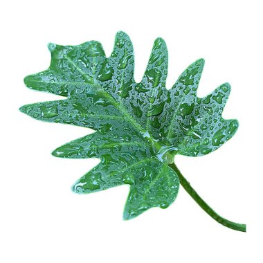 Yeşil Philodendron yaprağı ve beyaz arka planda su damlaları. İzole edilmiş yeşil yaprak, egzotik tropikal bitki, doğal çiçek tasarım elementi, organik doğa, tıp