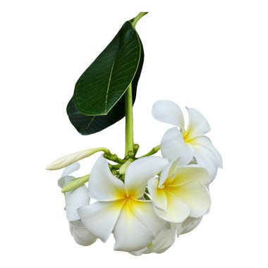 Beyaz Plumeria (frangipani) şubesi beyaz izole arkaplan üzerine