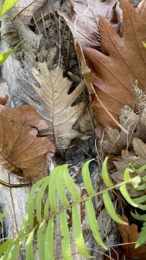 Kuru sonbahar yapraklarının yakın çekimi Sonbaharın doğal renkleri, yapıları ve havası. Doğa, mevsim, ekoloji, döngü temaları için idealdir.