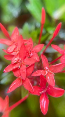 Ixora çiçeğinin dikey makro görüntüsü yeşil bulanık arkaplanda parlak kırmızı. Doğal ışık çiçeğin yapısını vurgular. Kırmızı çiçeklere yakın çekim