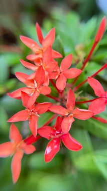 Bir Ixora çiçeğinin dikey makro fotoğrafı. Parlak taç yaprakları bulanık arka planla tezat oluşturarak canlı ve sulu bir kompozisyon oluşturuyor. Özgeçmiş, tasarım, doğa çizimleri ve botanik projeleri için harika bir seçim..
