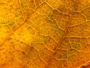 Parlak sonbahar renklerinde bir yaprağın makro fotoğrafı. Doğa, mevsimler ve organik temalar için ideal. Yapı ve damarların ayrıntıları görünür..