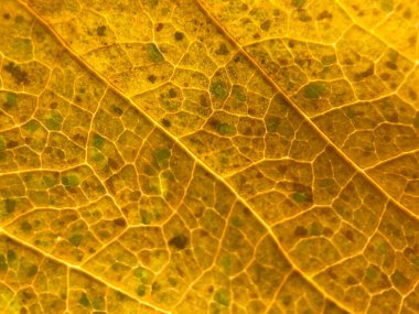 Sonbahar yaprağının makro fotoğraflarıyla sanatsal fotoğraf. Damarlar ve doku, sonbahar zamanının sıcaklığını ve canlı doğasını hissettirir..