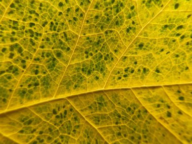 Kuru bir sonbahar yaprağının detaylı makro fotoğrafçılığı. Damarlar, doku ve renk değişimi görülebilir. Doğanın doğal güzelliği.