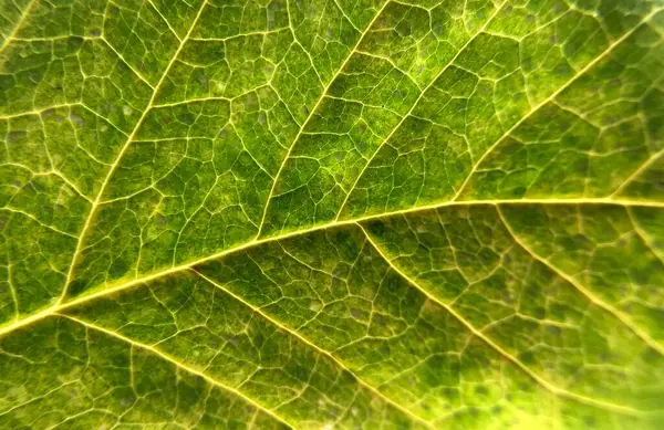 İnce çizgiler, renk kontrastı ve doğal simetri. Hepsi bir sonbahar yaprağının makro çekiminde. Sıcaklık atmosferi ve değişim mevsimi.