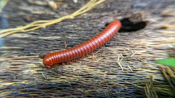 Yaşlı bir ağacın yüzeyinde sürünen parlak kırmızı bir kırkayağın yakın çekimi. Kırkayağın ahşap dokuları ve halkalı vücudu çok güzel bir şekilde hareket ediyor..
