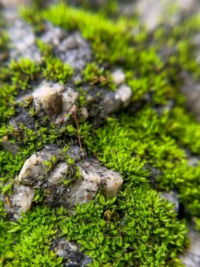 Kayalık bir yüzeyde büyüyen parlak yeşil yosunların yakın çekimi. Doğanın doğal dokusu, orman çevresinin detaylı bir resmini taşıyan zengin renkler..