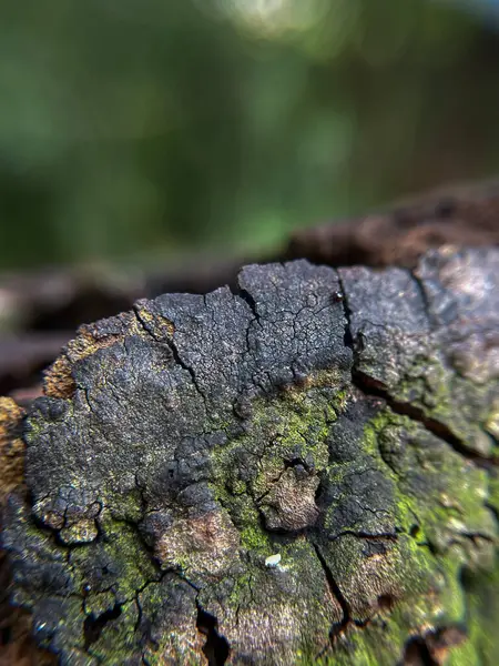 Bulanık arka planda yeşil yosun kaplı eski bir ağaç kütüğünün yüzeyinin makro fotoğrafları. Doğal ahşap dokusu.