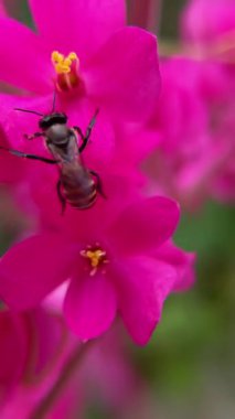 Pembe çiçekleri dölleyen bal arısının yakın çekim videosu. Doğanın etkileşimlerinin makro fotoğrafçılığı.