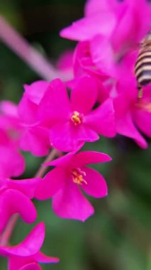 Makro bal arısı parlak pembe bir çiçekte nektar topluyor. Doğayla etkileşim ve tozlaşma anı.