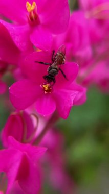 Parlak pembe çiçeklerin yanında bir bal arısı resmi. Böcek nektar toplar ve bitkiyi tozlaştırır..