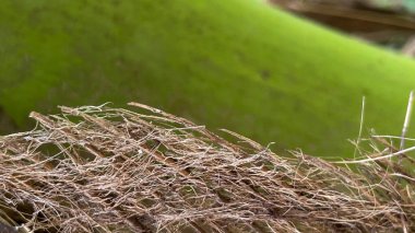 Hindistan cevizi palmiyesine yakın çekim. Dokular, arka planlar ve doğal kavramlar için uygun doğal doku..