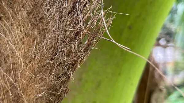 Hindistan cevizi palmiye kabuğu dokusu ve kuru lifler. Arkaplan, doğa sanatı, eko-tasarım ve biyo-mimari projeler için kullanılır..