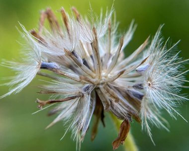Tridax 'ın yeşil arka plandaki çiçeğinin makro görüntüsü. Doğal doku, konsept: dağılım, hafiflik, rüzgar.