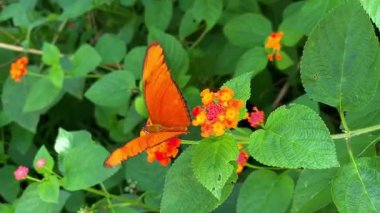 Dryas iulia, parlak renkli bir kelebek, lantana çiçekleriyle besleniyor. Doğal ortamında doğal ışık olan video.