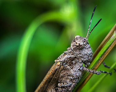 Yeşil bulanık bir arka planda kahverengi-gri bir çekirgenin yakın çekimi. Doğal ortamda mükemmel bir taklit ve vücut dokusu..