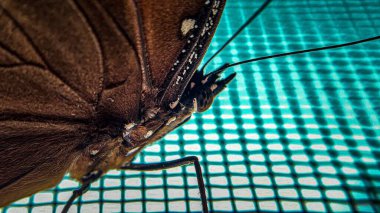 Kahverengi bir kelebek kanadının yakın plan görüntüsü. Kıtır kıtır desenli, turkuaz geometrik desenli..