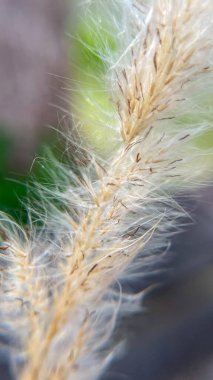 Yumuşak bokeh ile kabarık Imperata silindir çivisi yakın plan. Makro fotoğrafçılıkta çimen dokusu ve doğal hassasiyet..