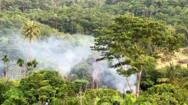 Yeşil tropikal ormanın arka planında, yaklaşan tehdidi simgeleyen ince beyaz bir duman yükseliyor. Yaz yangınları tehdidi.