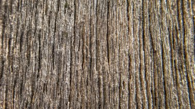Ağaç kabuğuna doğal dokuyla yakın plan. Paketleme, web tasarımı, dekoratif ve sanat projelerinde kullanım için ideal.