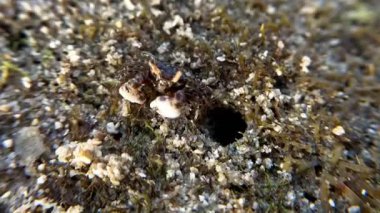 Küçük yengeç pençeleriyle yosunları toplar ve yer..