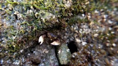 Deniz dibinde deniz yosunu yiyen küçük bir yengecin makro çekimi.