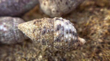 Kumla kaplı bir deniz kabuğunun makro görüntüsü. Tasarımda ekoloji, doğa, kıyı yaşamı ve dokular için uygundur.
