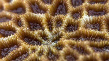 Diploastrea heliopora 'nın makro fotoğrafı, aynı zamanda beyin mercanı olarak da bilinir. Yüzey deseni hücrelere ya da bal peteklerine benziyor. Resif ekosisteminin tipik bir temsilcisi.