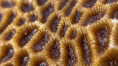 Sığ tropikal denizlerde bulunan mercan diploastrea heliopora 'nın yakın çekimi. Benzersiz dokusu onu resif yapılarının önemli bir elementi yapıyor..