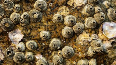 Sahildeki bir kayaya bağlı Perforatus gösteri midyelerinin yakın çekimi. Doğal doku ve renkler.