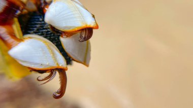 Deniz enkazının yüzeyindeki midye Lepas anatifera dokunaçlarının yakın plan görüntüsü bulanık bir kum zeminine karşı..