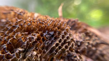 Asya eşekarısı Vespa velutinasının bulanık yeşil arka planda boş bir yuvasının Macro fotoğrafı. Hücreler altıgen şeklinde..