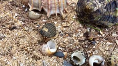 Bir keşiş yengeci yeni bir deniz tarağı kabuğunu inceler ama bunun uygun olmadığını anlar ve hemen kaçar. Bu da tedbirli ve doğal bir davranış olduğunu gösterir..