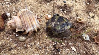 İki münzevi yengeç ayrı kabuklarda dikkatlice dışarı bakar ve kumlu kıyıda yavaşça ilerlemeye başlar..