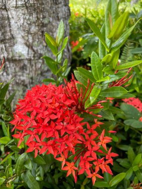 Ixora 'nın parlak kırmızı çiçekleri yeşil yapraklara ve ağaç kabuğuna karşı duruyor. Bahçe çizimleri, bahçe tasarımı ve peyzaj tasarımı için uygundur.