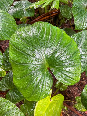 Yağmurdan sonra büyük yeşil Homalomena yaprağı, iç ve bahçe için dekoratif bitki.