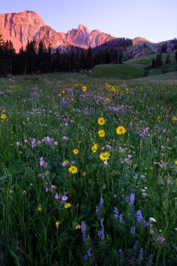 Güneşin sıcacık parıltısıyla yıkanmış görkemli bir dağ sırası tarafından çerçevelenmiş, kır çiçekleriyle dolup taşan canlı bir alp çayırının nefes kesici manzarası.