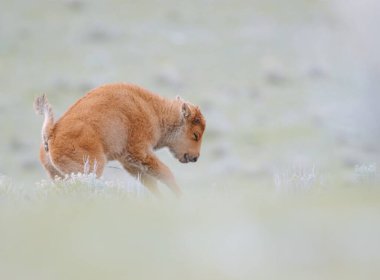 Yeni doğmuş bizon yavrusunun iç açıcı bir görüntüsü. Uzun otların arasında ilk durağan adımlarını atıyor. Vahşi doğadaki yeni hayatın güzelliğini ve kırılganlığını yakalıyor.