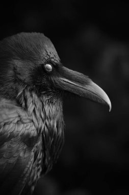 Yakından siyah beyaz bir kuzgun portresi delici gözleri ve güçlü bir gagası var.