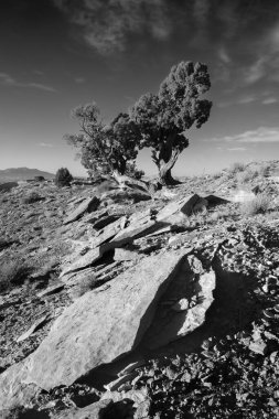 Kayalık bir yamaçta dramatik bir gökyüzüne karşı dik duran iki eğri büğrü ağacı gösteren siyah ve beyaz bir görüntü.