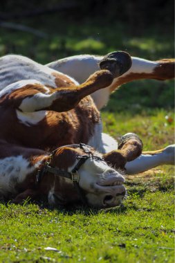 Bir boyalı inek yemyeşil bir çayırda neşeyle yuvarlanıyor, özgürlük ve rahatlığın tadını çıkarıyor.