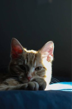 Kızıl bir kedi güneş ışığının altında güneşleniyor, kürkü sıcak, altın bir ışıltıyla aydınlanıyor.