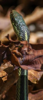 Yeşil ve siyah pullu jartiyer yılanının yakından çekilmiş bir fotoğrafı. Düşen yapraklardan oluşan bir yataktan ilginç bir şekilde dışarı bakıyor.