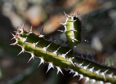 Keskin, beyaz dikenli yeşil bir kaktüsün yakın plan fotoğrafı bitkinin karmaşık ayrıntılarını ve doğal savunmasını gözler önüne seriyor.