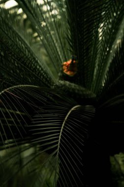 Uzun, koyu yeşil yapraklı, yemyeşil bir tropik palmiye ağacının yakın plan fotoğrafı. Canlı kırmızı bir çiçek yoğun yeşilliklerin arasına renk katar ve büyüleyici bir doğal manzara yaratır.